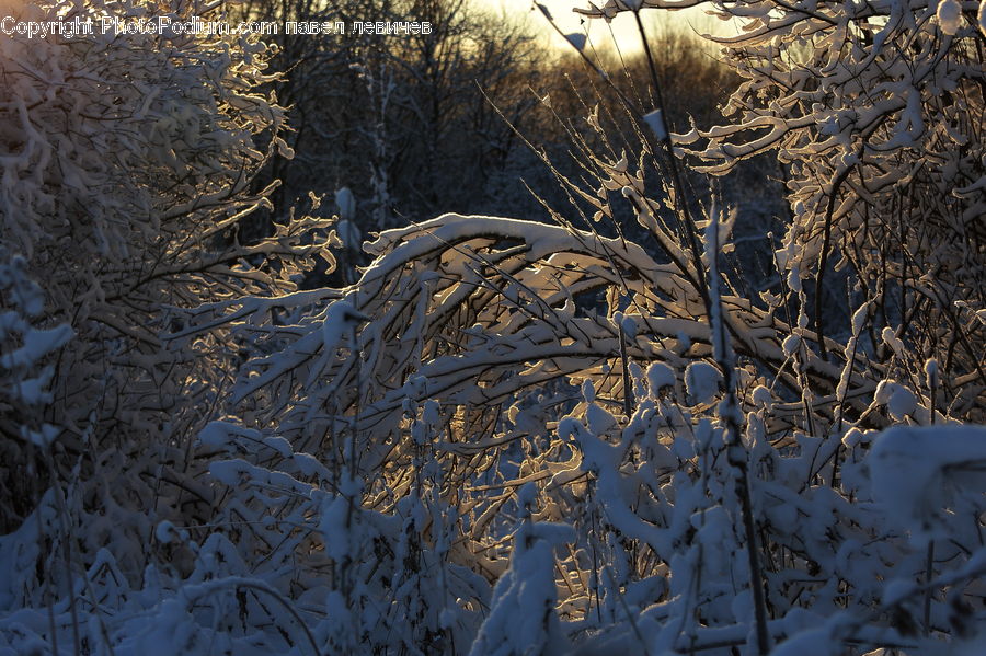 Frost, Ice, Outdoors, Snow, Field, Grass, Grassland