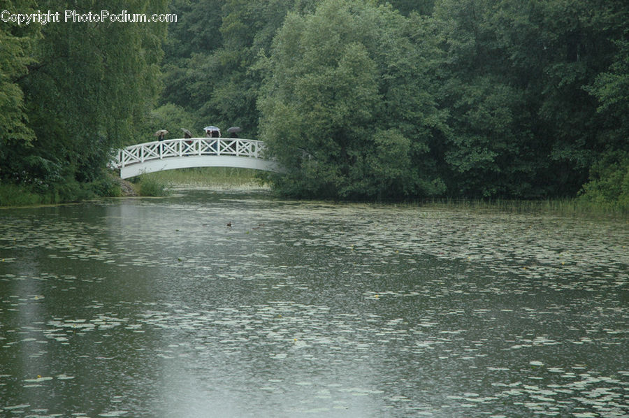 Bridge, Outdoors, River, Water, Canal, Forest, Jungle