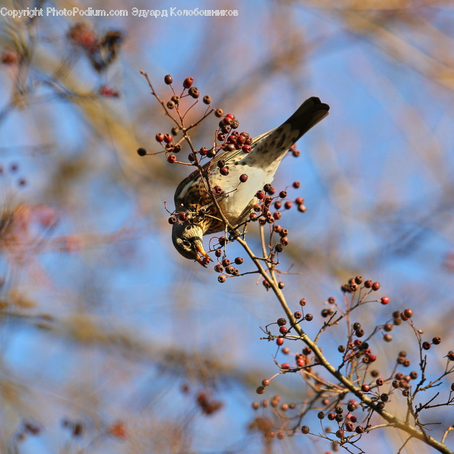 Blossom, Cherry Blossom, Flower, Flora, Plant, Insect, Invertebrate