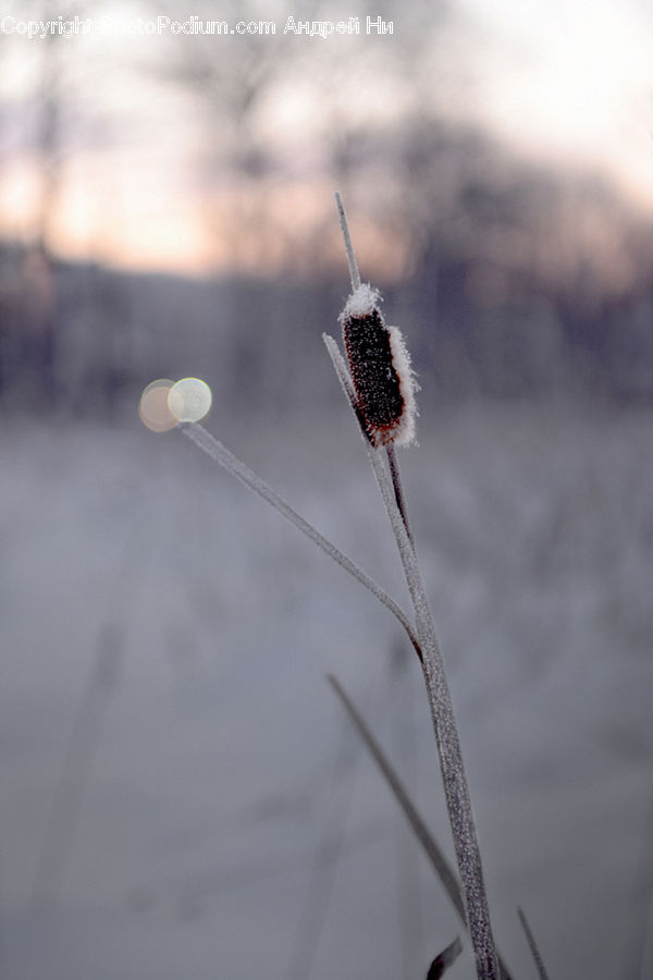 Frost, Ice, Outdoors, Snow, Blossom, Flora, Flower
