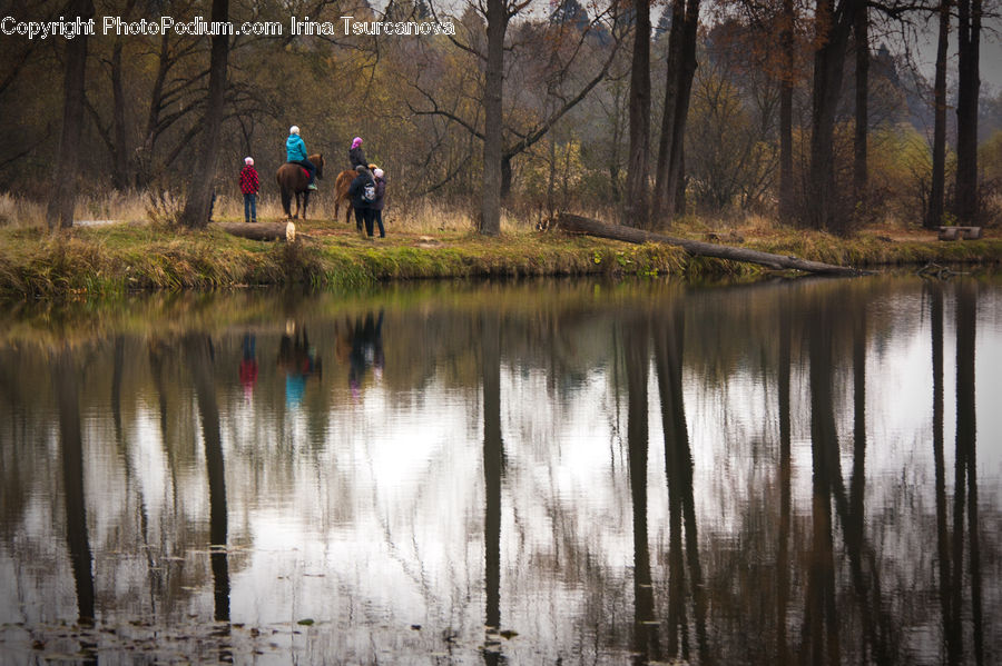 Land, Marsh, Pond, Swamp, Water, Forest, Vegetation