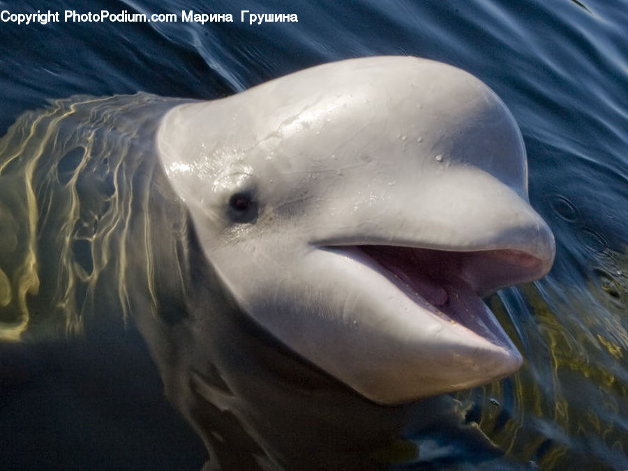 Animal, Dolphin, Fish, Sea Life