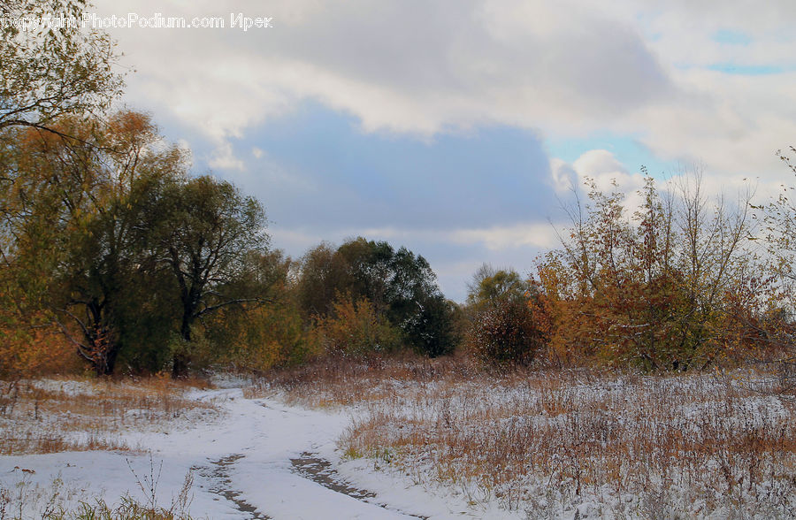 Flood, Field, Grass, Grassland, Land, Outdoors, Plant