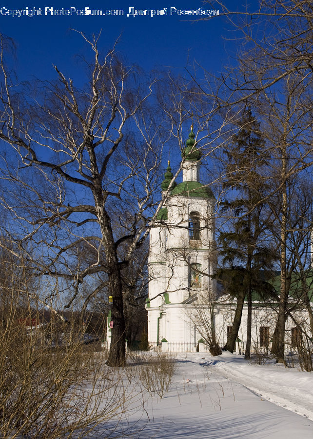 Architecture, Bell Tower, Clock Tower, Tower, Campus, Birch, Tree