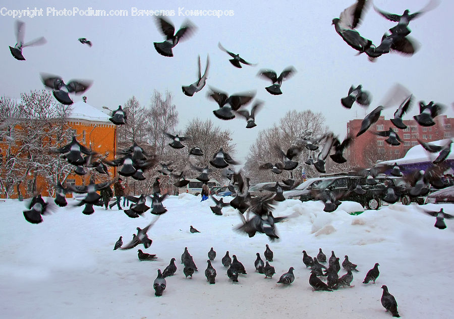 Flock, Bird, Pigeon, Accessories, Collage, Poster