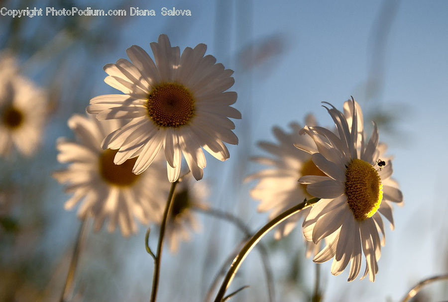Daisies, Daisy, Flower, Plant, Asteraceae, Blossom, Flora