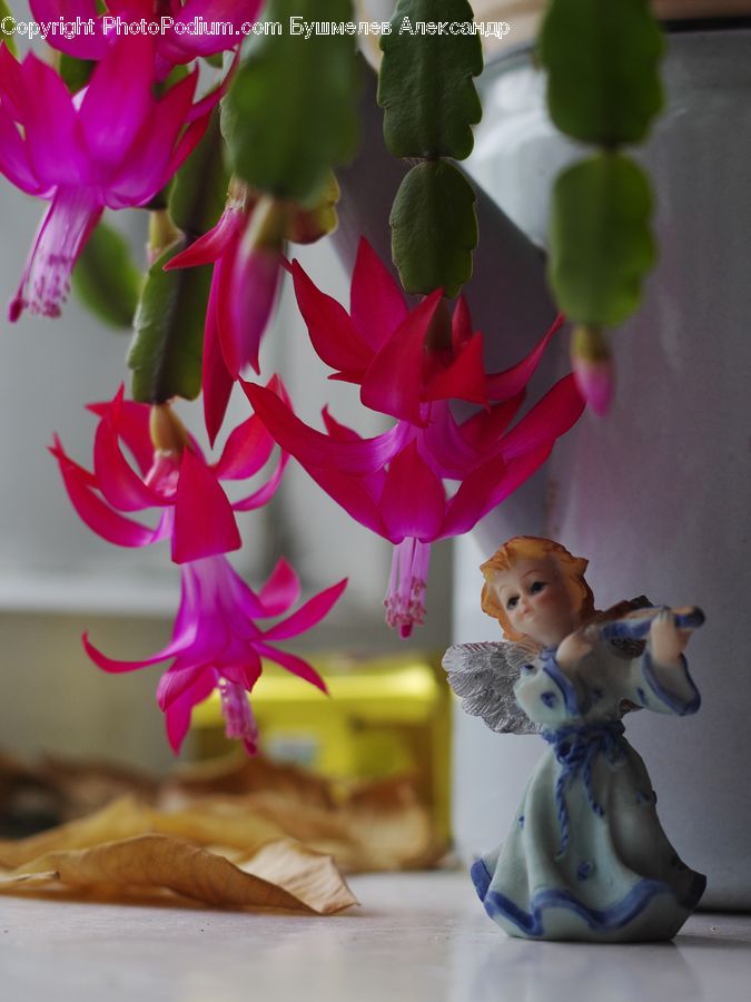 People, Person, Human, Flora, Flower, Gladiolus, Plant