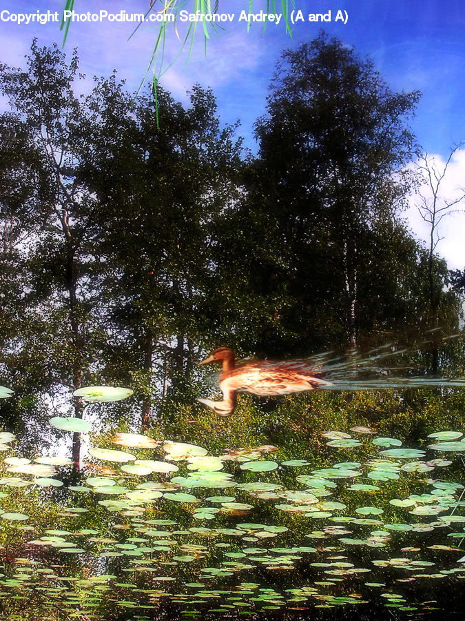Bird, Waterfowl, Duck, Teal, Conifer, Fir, Plant