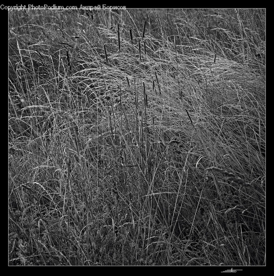 Blackboard, Grass, Plant, Reed, Ground, Soil