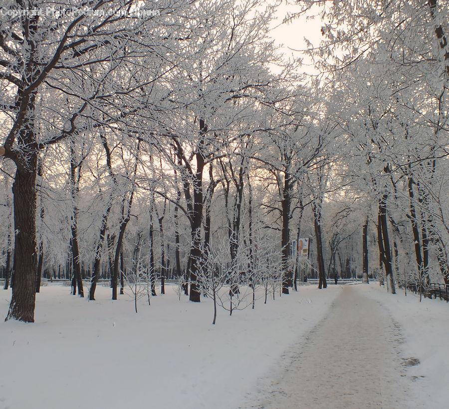 Blizzard, Outdoors, Snow, Weather, Winter, Forest, Vegetation