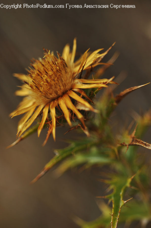 Plant, Weed, Dandelion, Flower, Field, Grass, Grassland