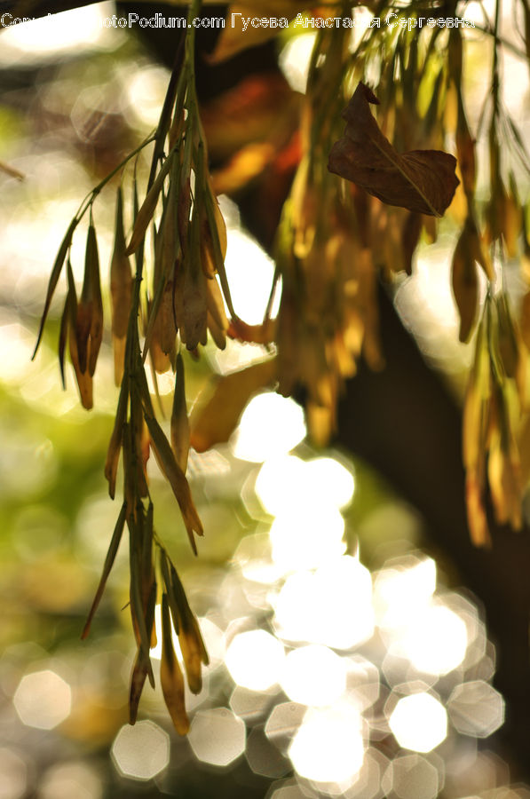 Flare, Light, Sunlight, Conifer, Fir, Plant, Tree