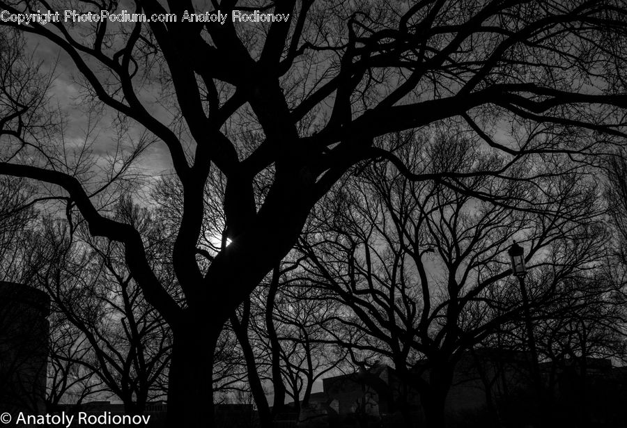 Plant, Tree, Oak, Wood, Silhouette, Forest, Jungle