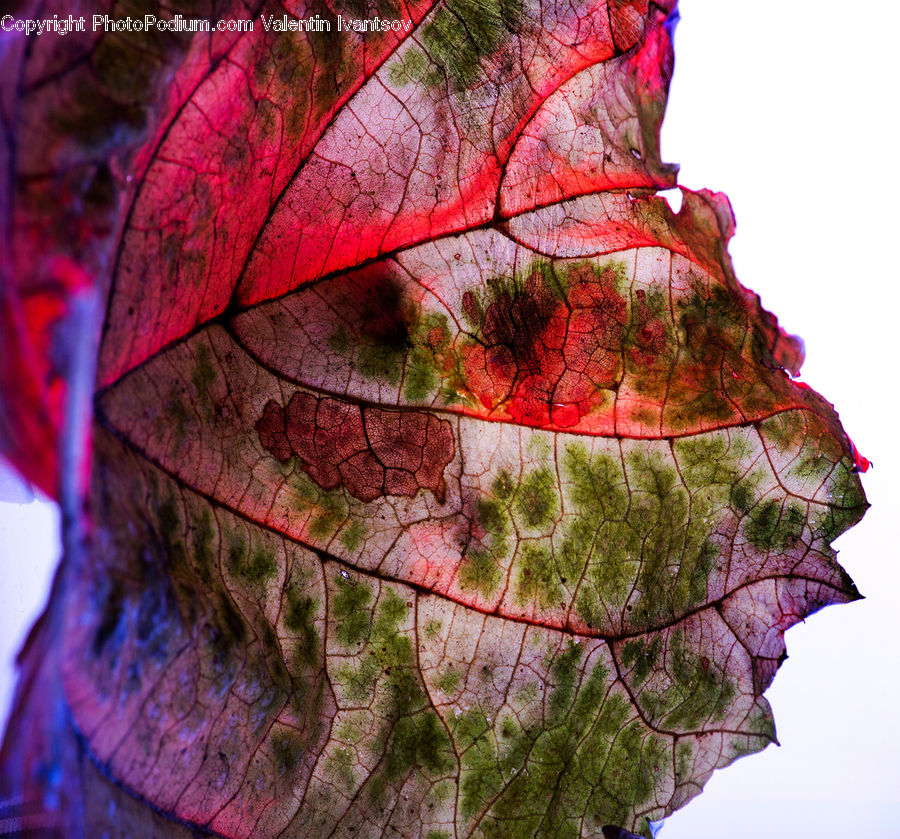 Veins, Maple, Maple Leaf, Plant, Blossom, Flora, Flower