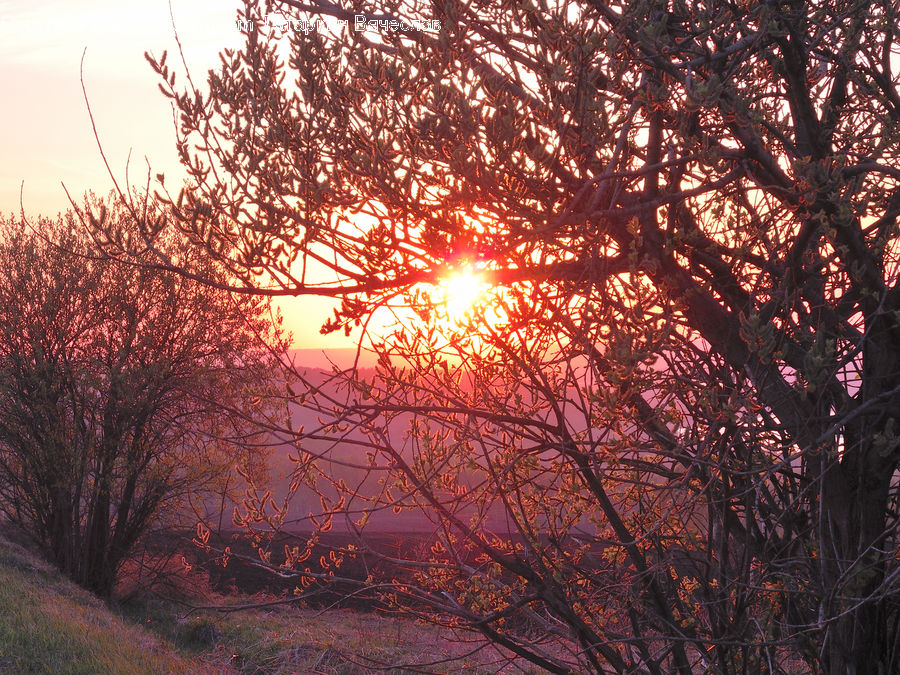 Flare, Light, Sunlight, Field, Grass, Grassland, Plant
