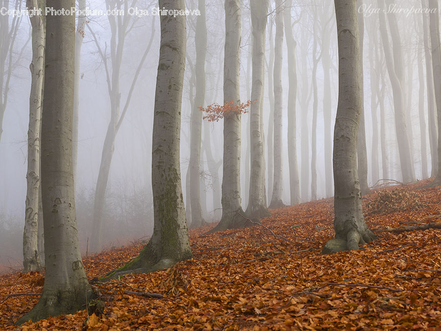 Forest, Vegetation, Birch, Tree, Wood, Fog, Mist