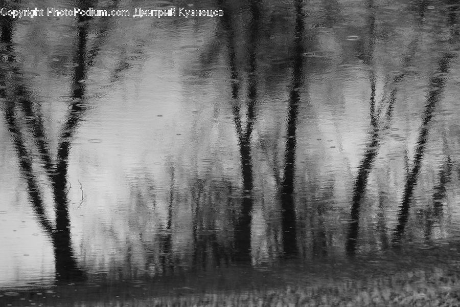 Forest, Vegetation, Birch, Tree, Wood, Land, Marsh