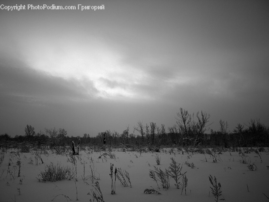 Land, Marsh, Pond, Swamp, Water, Outdoors, Grass