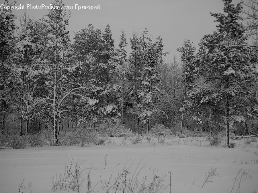 Conifer, Fir, Spruce, Wood, Pine, Plant, Tree