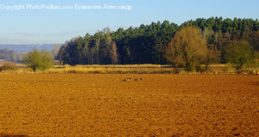 Soil, Field, Grass, Grassland, Land, Outdoors, Dirt Road