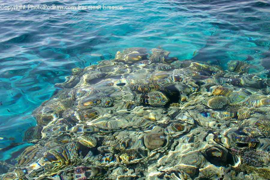 Underwater, Water, Coral Reef, Outdoors, Reef, Sea, Sea Life