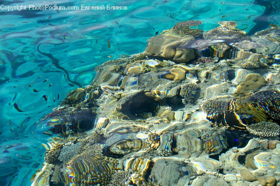 Coral Reef, Outdoors, Reef, Sea, Sea Life, Water, Alcyonacea