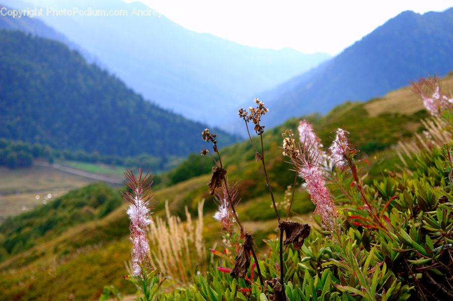 Field, Grass, Grassland, Land, Outdoors, Blossom, Flora