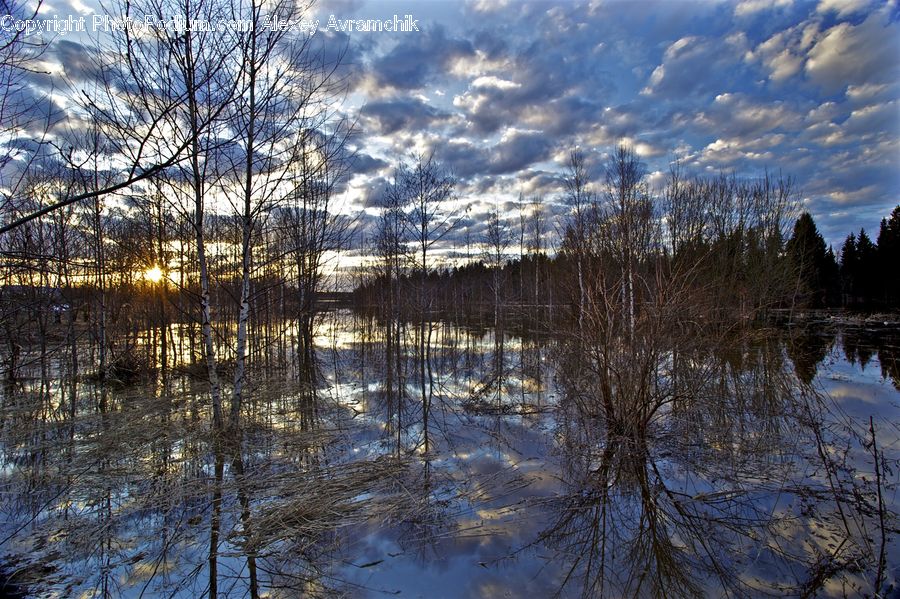 Land, Marsh, Outdoors, Swamp, Water, Field, Grass