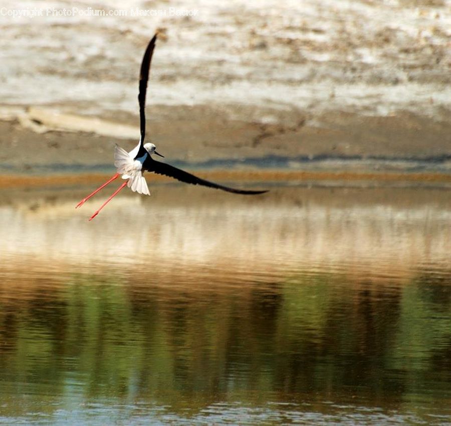 Bird, Stork, Crane Bird, Heron, Swallow, Pelican, Leisure Activities