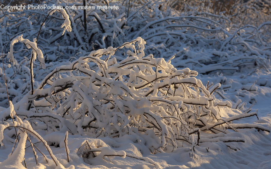 Ice, Outdoors, Snow, Frost, Arctic, Winter, Bird