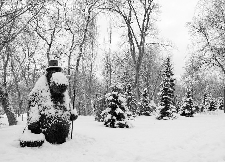 Ice, Outdoors, Snow, Plant, Tree, Bush, Vegetation