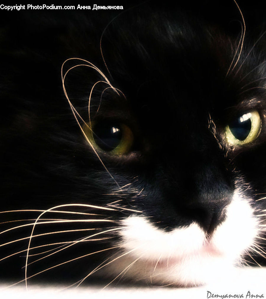 Animal, Black Cat, Cat, Mammal, Pet, Manx