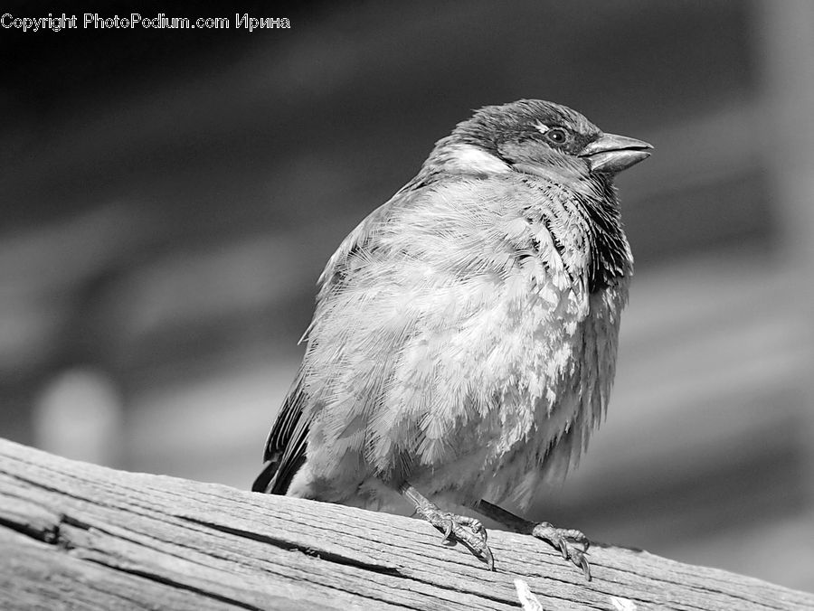 Bird, Sparrow, Finch