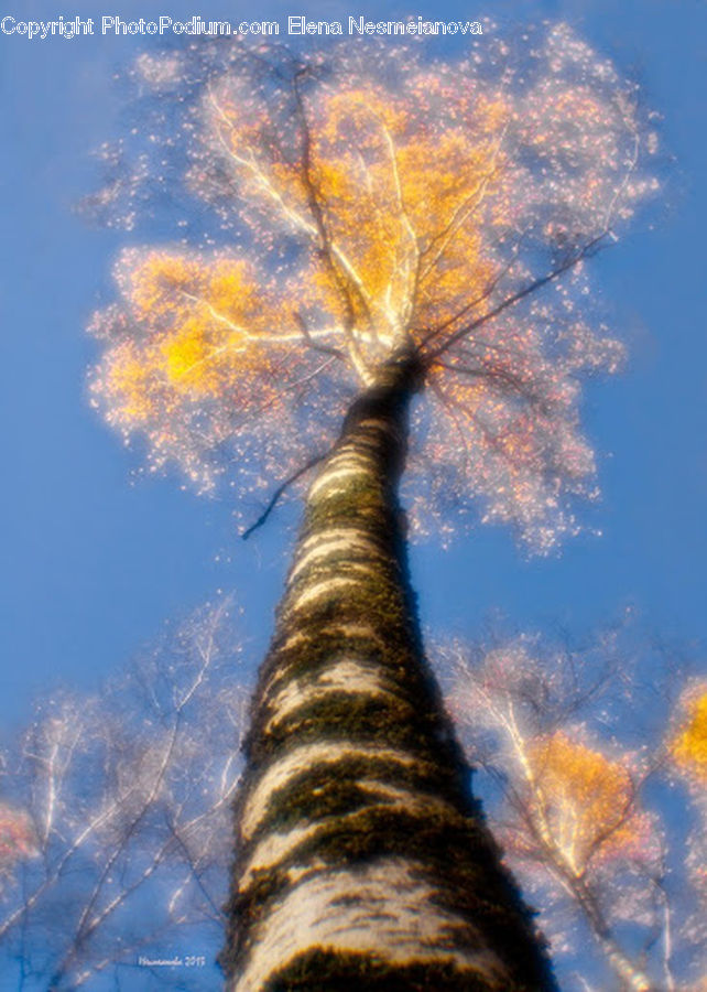 Birch, Tree, Wood, Conifer, Fir, Plant, Palm Tree