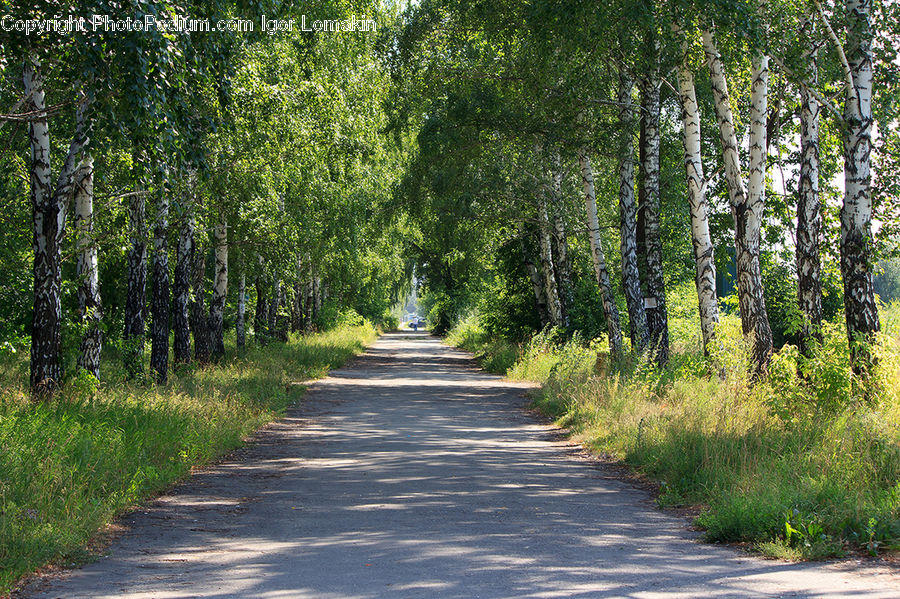 Path, Road, Walkway, Birch, Tree, Wood, Dirt Road