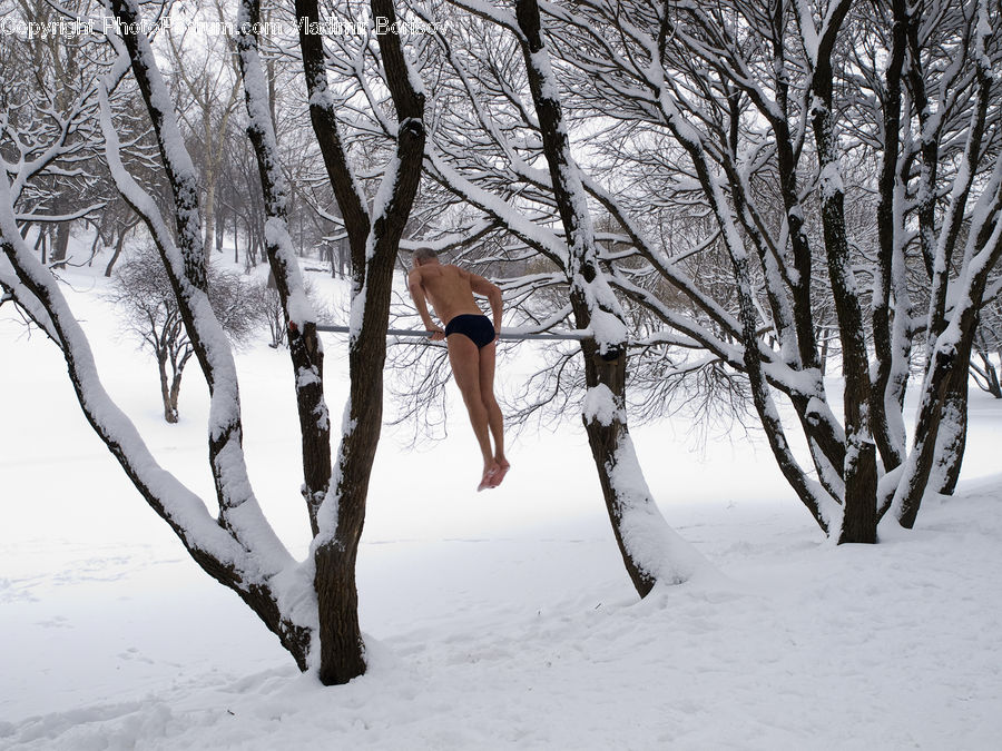 Bikini, Maillot, Swimwear, Birch, Tree, Wood, Ice