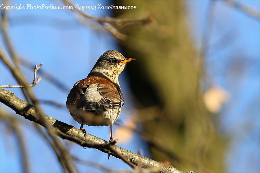 Bird, Wren, Finch, Sparrow