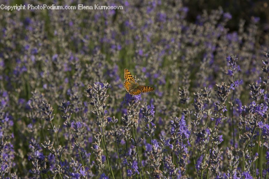 Lavender, Plant, Blossom, Crocus, Flora, Flower, Lupin