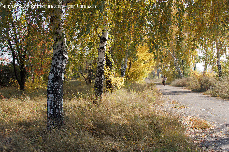 Birch, Tree, Wood, Dirt Road, Gravel, Road, Forest