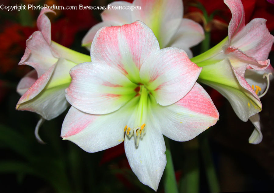 Flora, Flower, Gladiolus, Plant, Amaryllis, Amaryllidaceae, Blossom