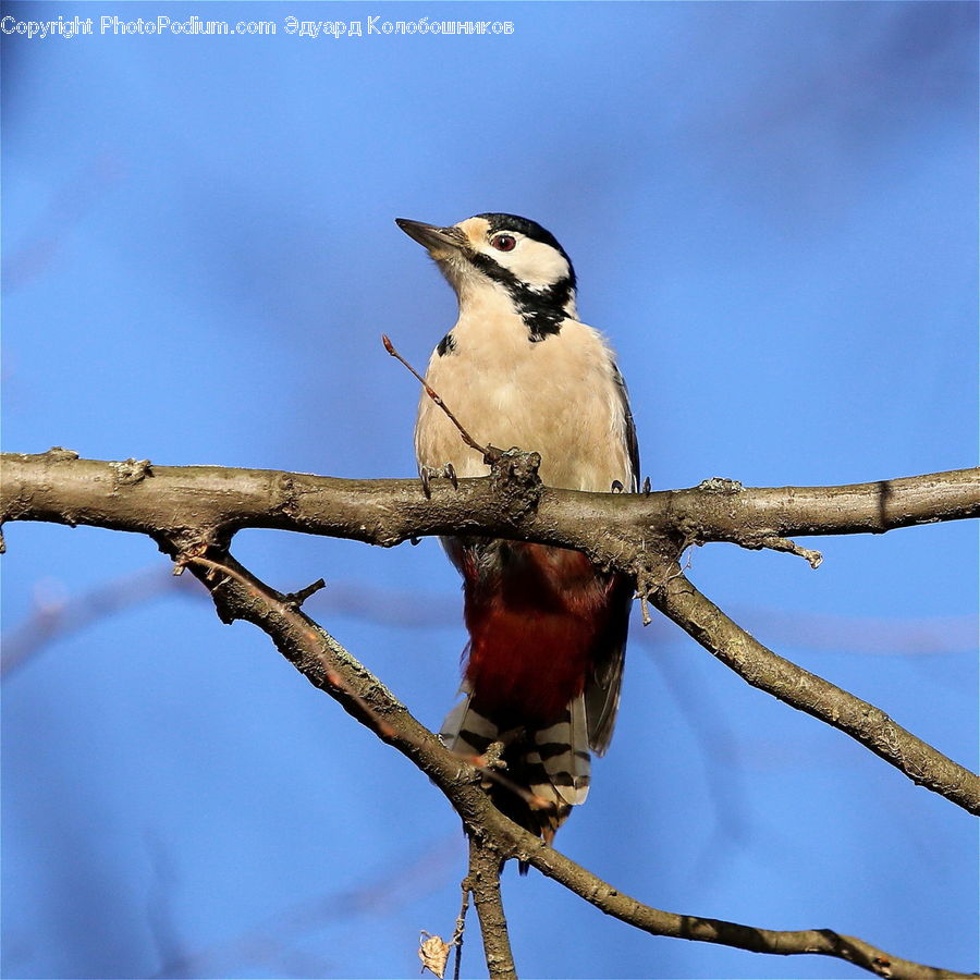 Bird, Flicker Bird, Woodpecker, Bee Eater, Blue Jay, Bluebird, Jay
