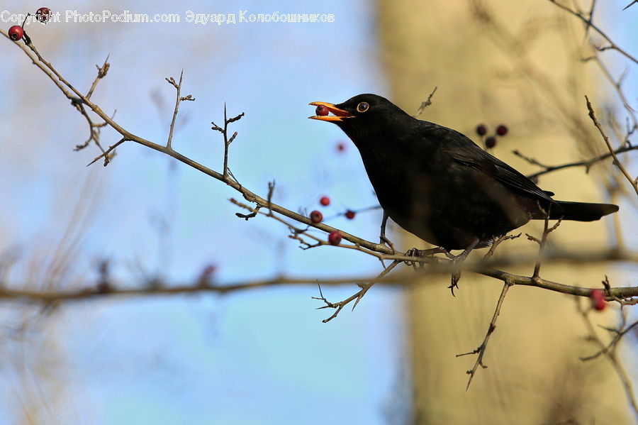 Bird, Blackbird, Magpie