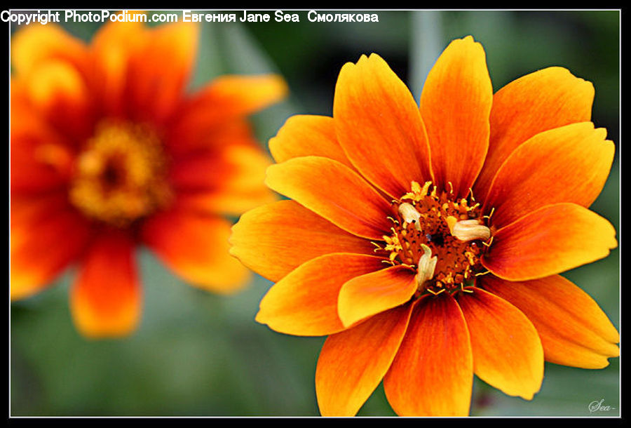 Blossom, Dahlia, Flora, Flower, Plant, Treasure Flower, Pollen