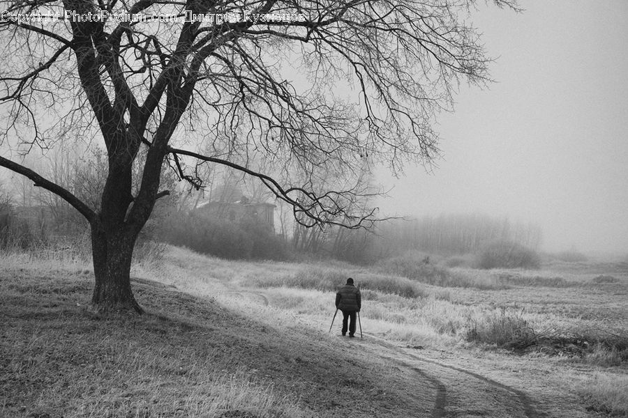 Frost, Ice, Outdoors, Snow, Countryside, Plant, Tree