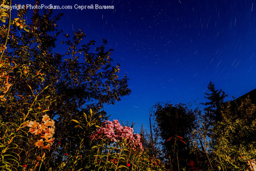 Blossom, Flora, Flower, Plant, Bush, Vegetation, Conifer