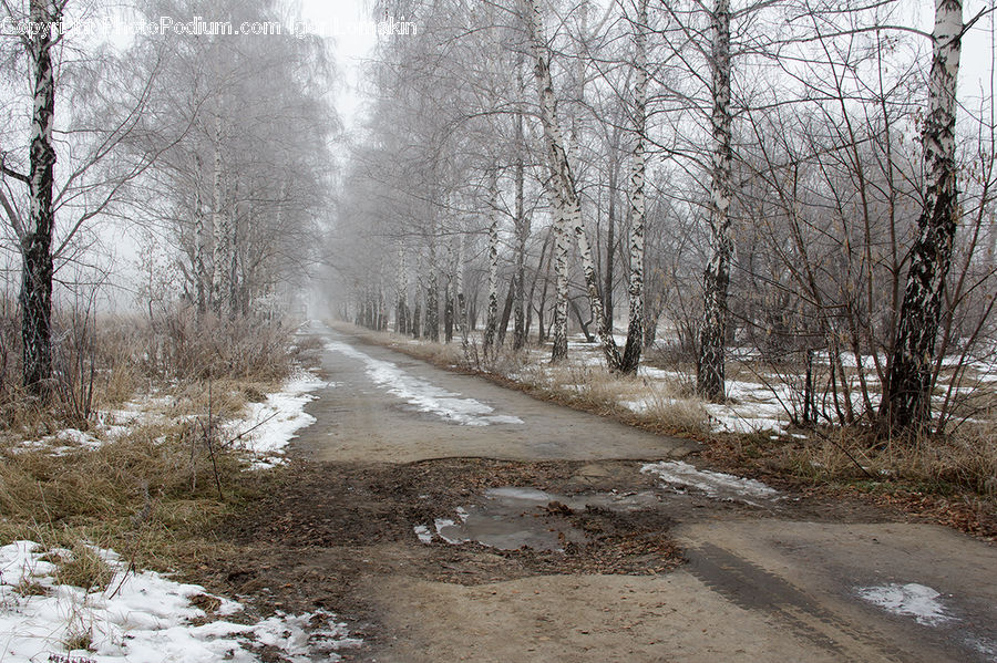 Dirt Road, Gravel, Road, Forest, Vegetation, Birch, Tree