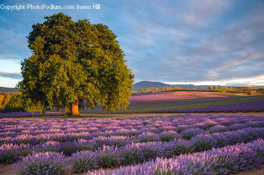 Lavender, Plant, Blossom, Flora, Flower, Field, Crocus