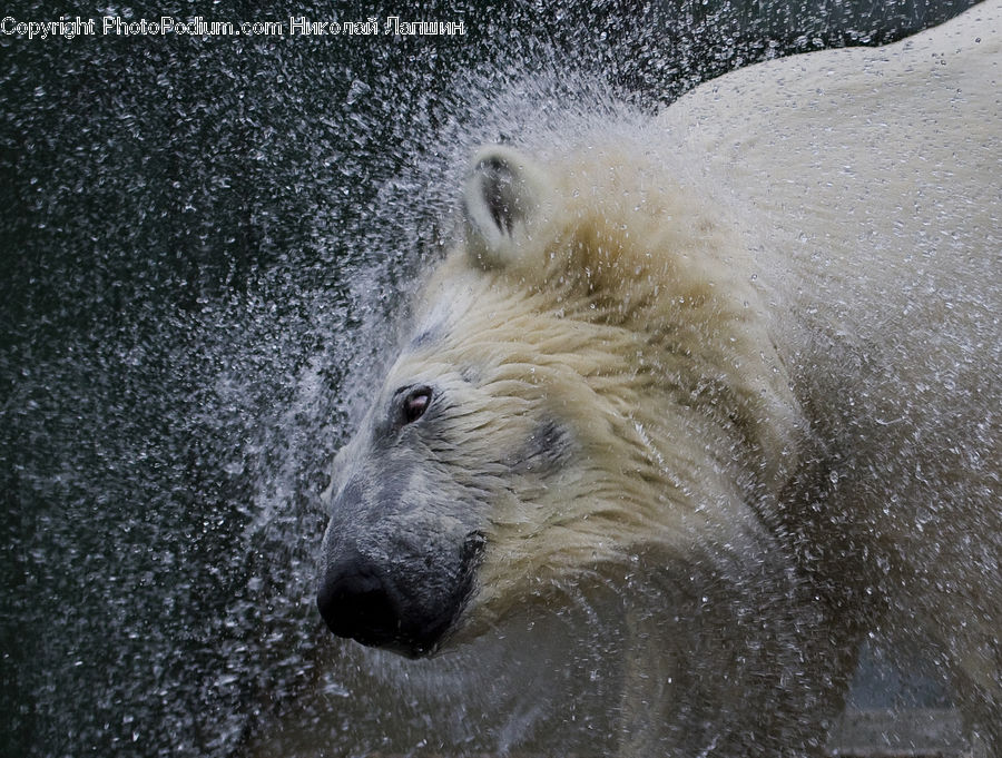 Animal, Bear, Mammal