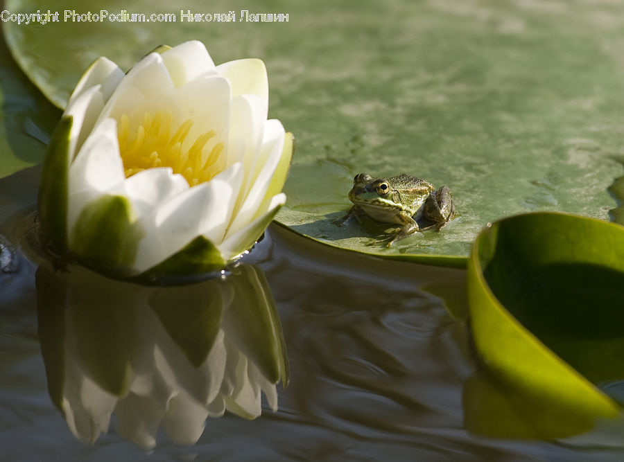 Flower, Lily, Plant, Pond Lily, Amphibian, Frog, Wildlife