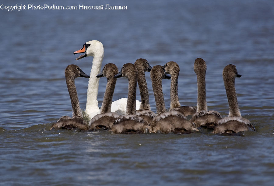 Bird, Waterfowl, Goose, Beak, Swan, Booby, Outdoors